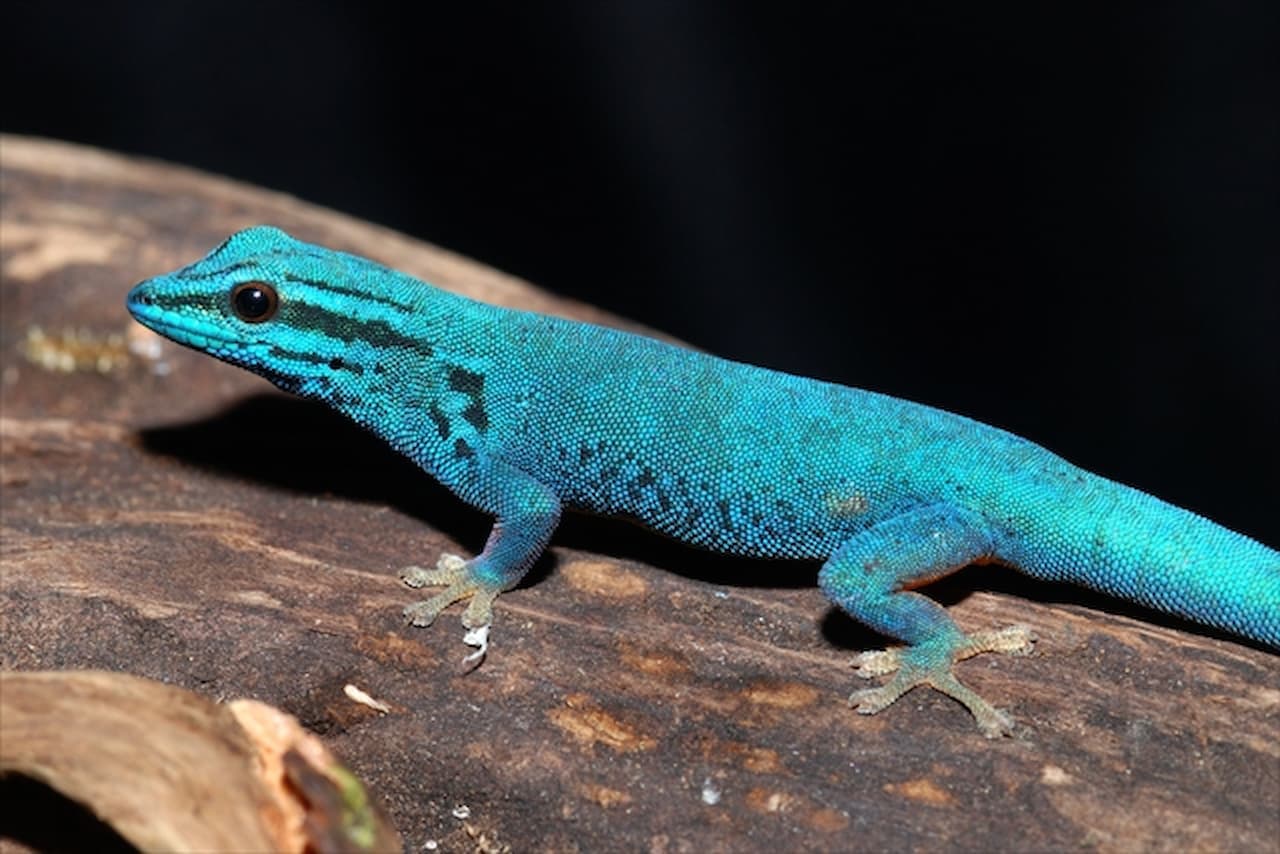 iZoo Sensory Zoo Ticket - image 5